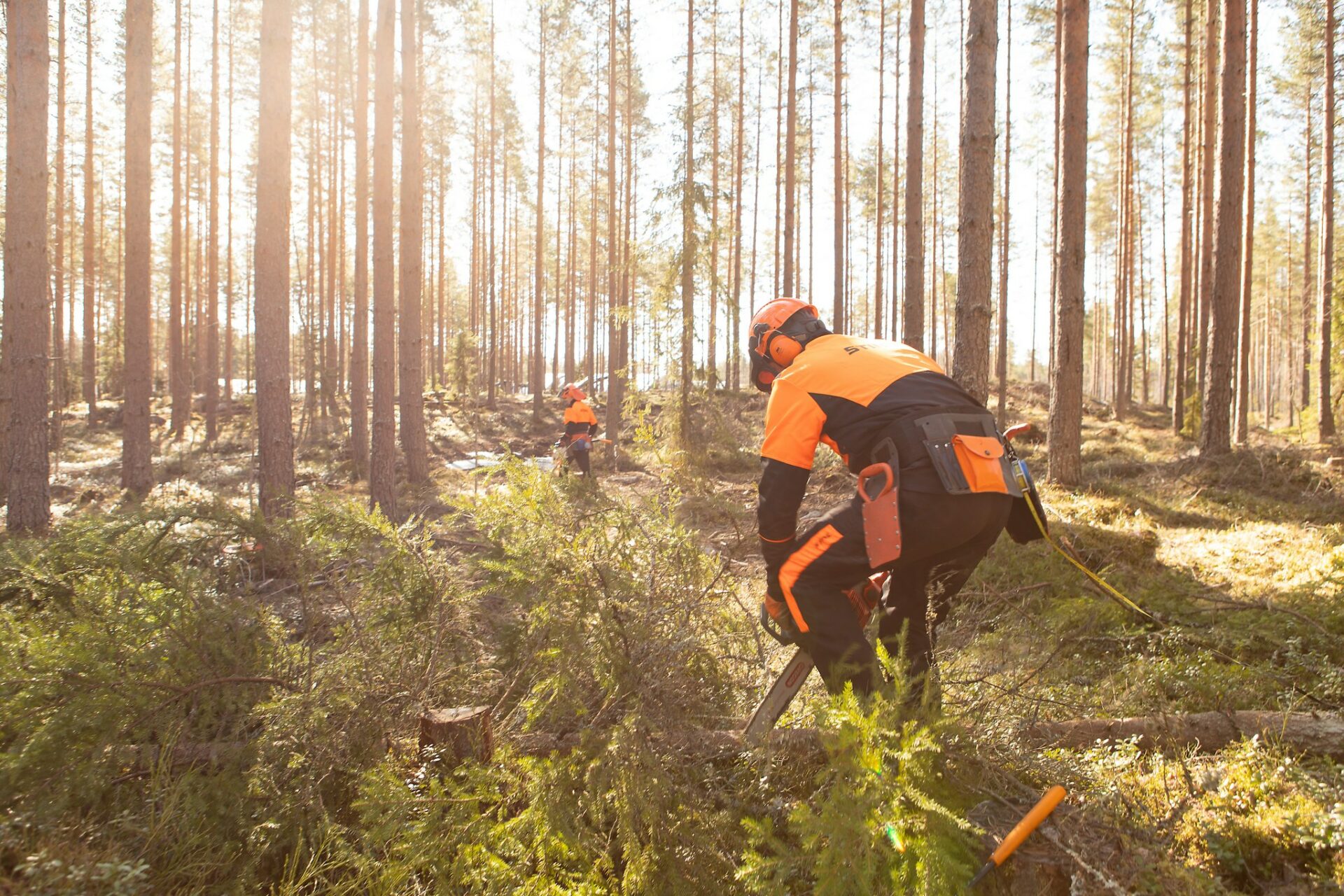 Forestry students