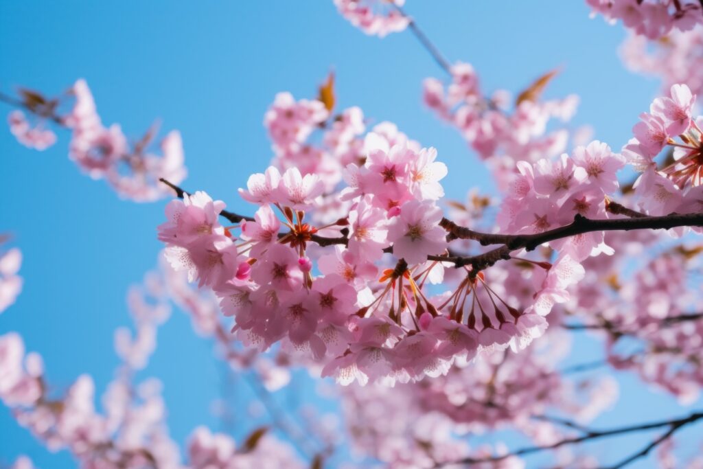 Kirsikkapuun kukkia sinistä taivasta vasten