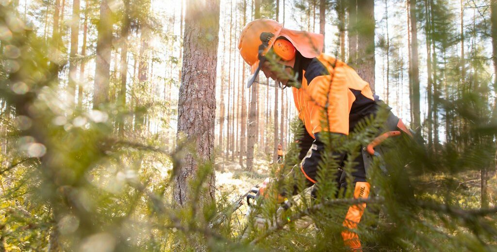 Tredun metsätyömies havujen ympäröimänä