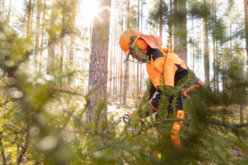 Tredun metsätyömies havujen ympäröimänä