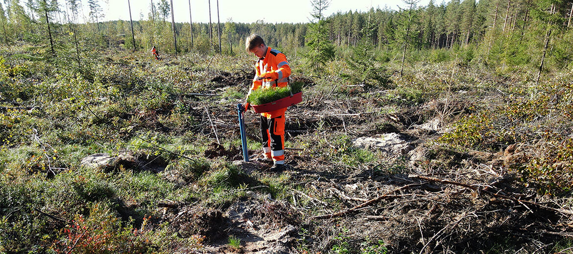 Kuvassa Tredun metsäalan opiskelija istuttamassa puita.