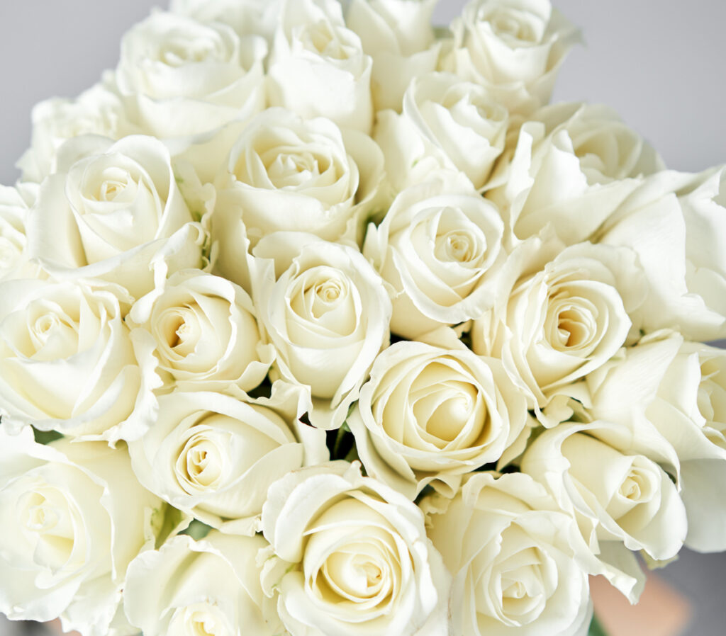 Valkoisia ruusuja